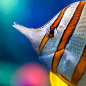 Meet your Posher, Maya